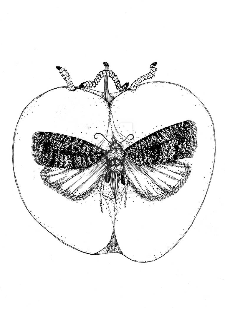codling moth with apple Apfelwickler by chromartist on DeviantArt