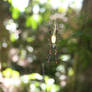 A Noiseless Patient Spider