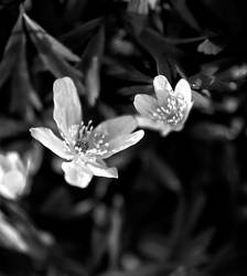 Spring in Black and White