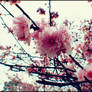 Cherry Blossom