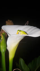 Eastern Dwarf Tree Frog sitting on an Arum Lily