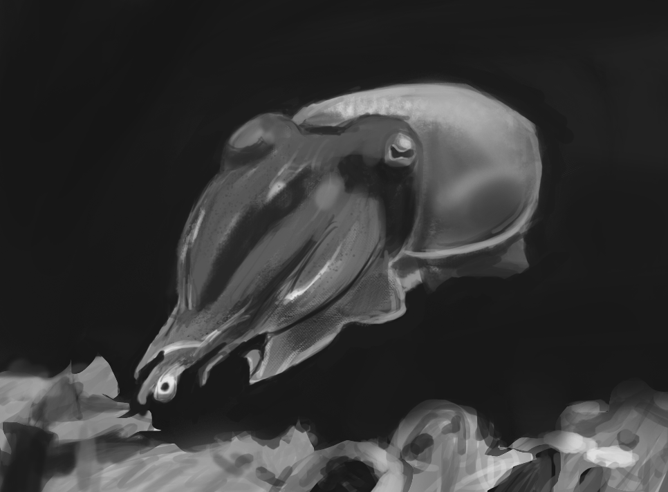 Cuttlefish study.