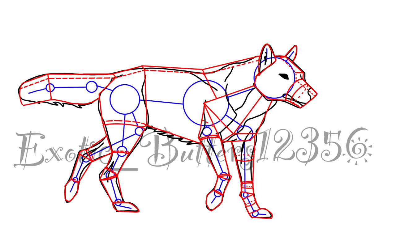 Wolf Reference Format Walking wolf reference by ExoticButters12356 on DeviantArt