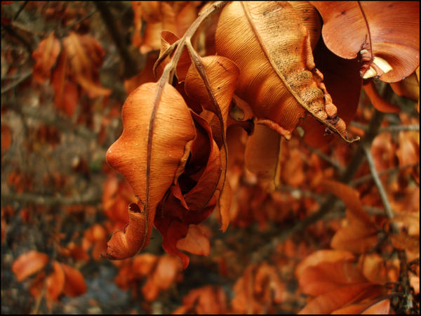 Leaves of Burnt Orange