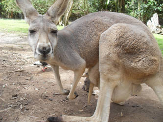 Mother Roo