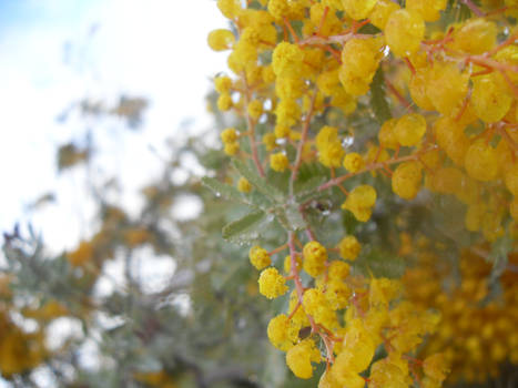 Dew Drops On Wattle