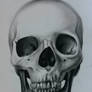 Skull - drawing 