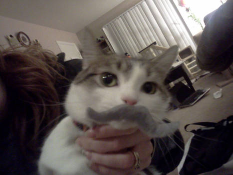 Mustache Cat