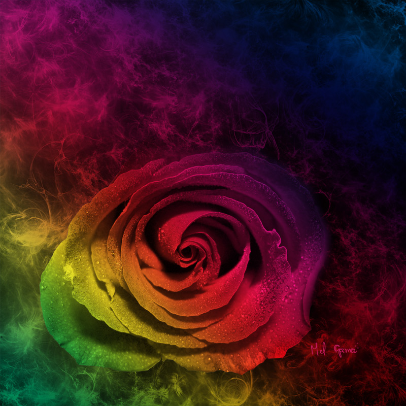 Rainbow Rose