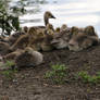 Tobacco Row RVA Canadian Goslings By The Canal