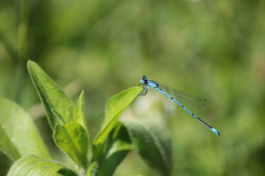 Blue Dragonfly I