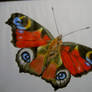 butterfly(dagpauwoog in dutch)