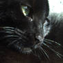 Sooty Closeup