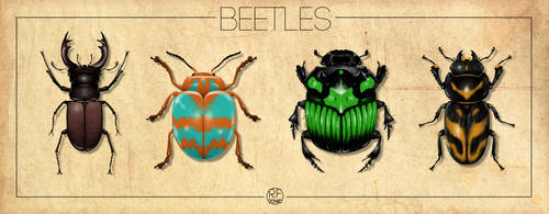 Beetles