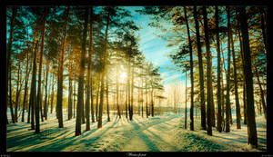 Winter forest