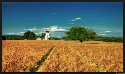 Tree in field