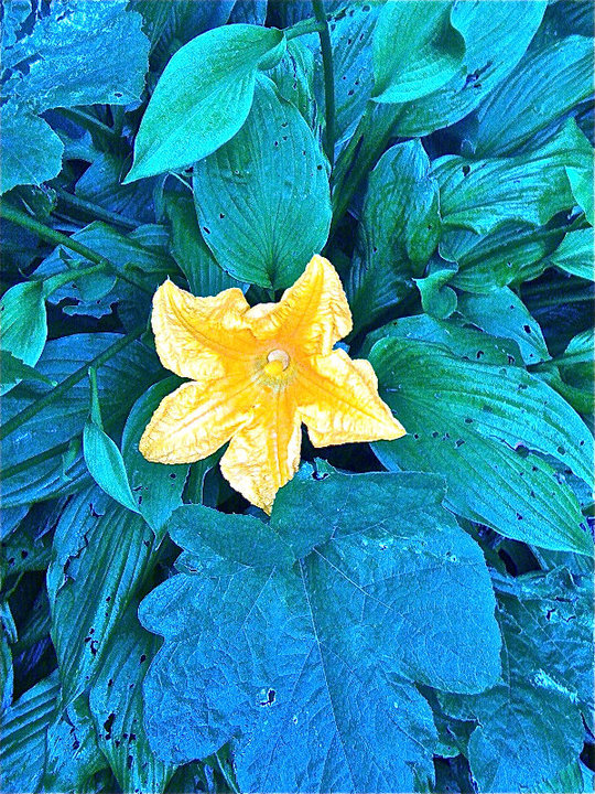 Pumpkin Flower