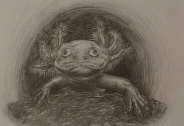 Axolotl