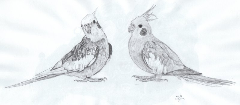 Cockatiels