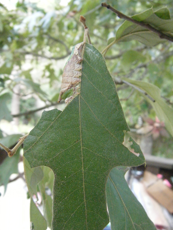 Leafy Caterpillar 3