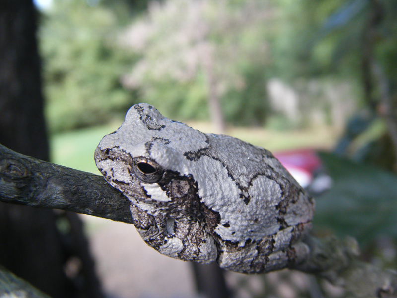 Tree Frog 1