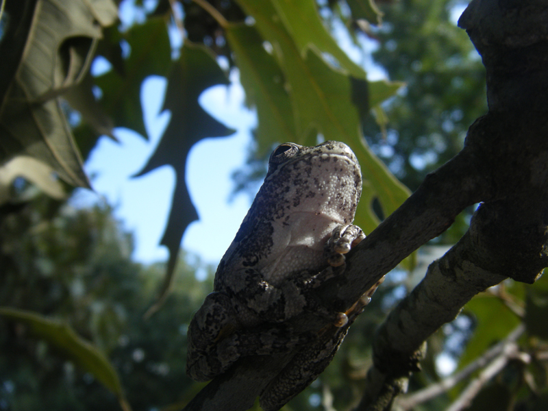 Tree Frog 2