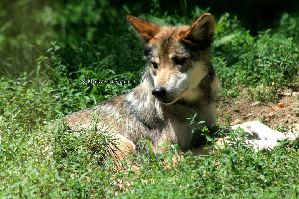 Mexican Wolf 001