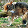 Mexican Gray Wolf 014