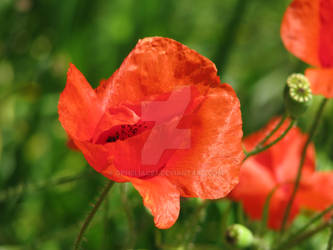 poppies