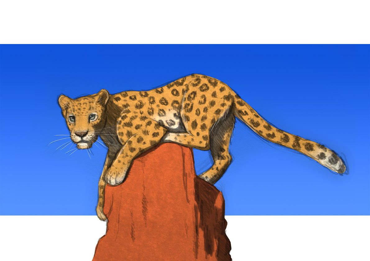 Leopard for Doctor