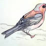 Chaffinch