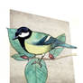 Great Tit