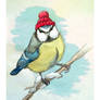 blue tit with wooly hat