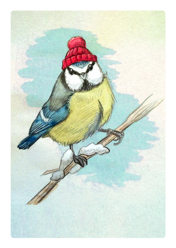 blue tit with wooly hat