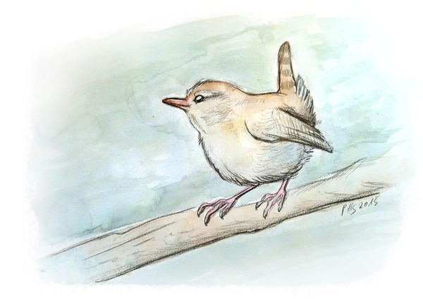 Wren