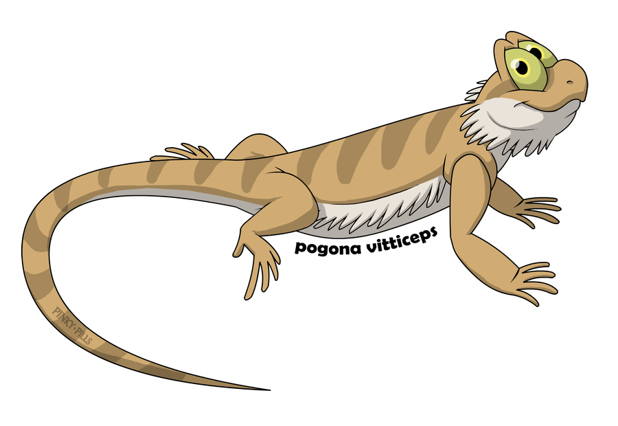 Pogona Vitticeps
