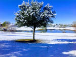 Snowy Tree by Miss-Dina-Plaza