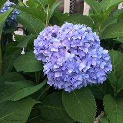 Blue Hydrangea