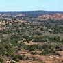 Texas Landscape