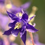 Aquilegia