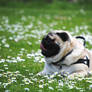 Elmo In the Daisies