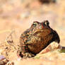 American Toad