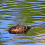 Beaver at Turtle River