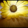 African Daisy I