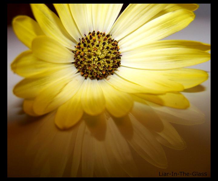 African Daisy I