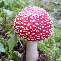 Mushroom