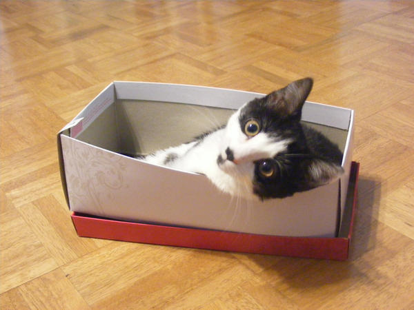 Pussy Box