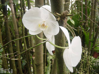 Phalaenopsis - White