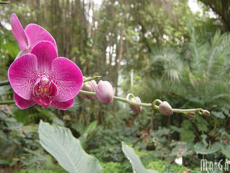 Phalaenopsis - Fuschia