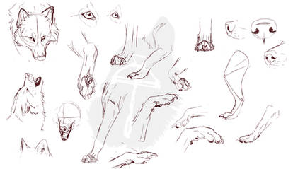 Much Needed Wolf Study